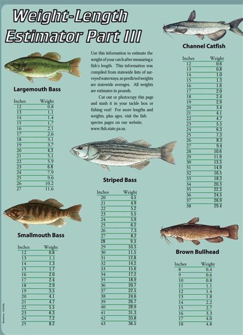 chanel cat fish|channel catfish size chart.